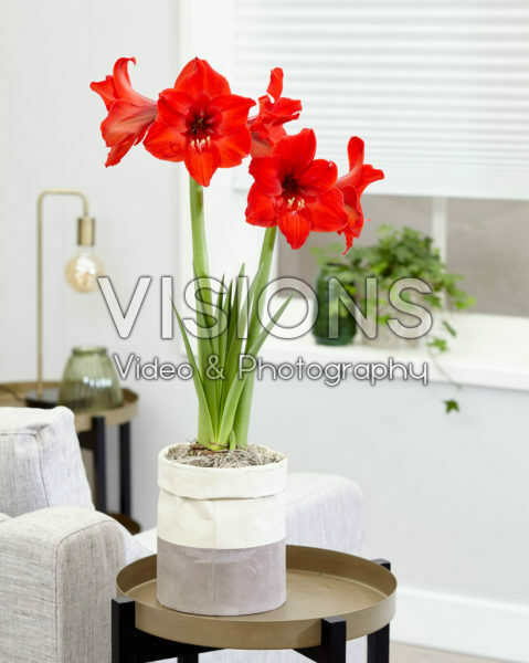 Hippeastrum Red Rival®