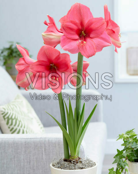 Hippeastrum Pink SurpriseĀ® Hippeastrum Pink SurpriseĀ®