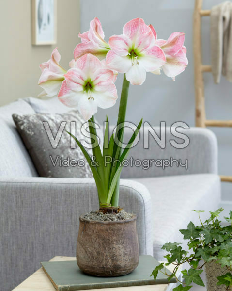 Hippeastrum Cherry BlossomĀ® Hippeastrum Cherry BlossomĀ®