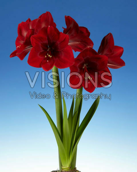 Hippeastrum Premiere® Hippeastrum Premiere®