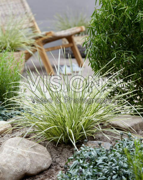 Lomandra longifolia White Sands 