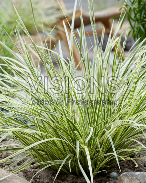 Lomandra longifolia White Sands 