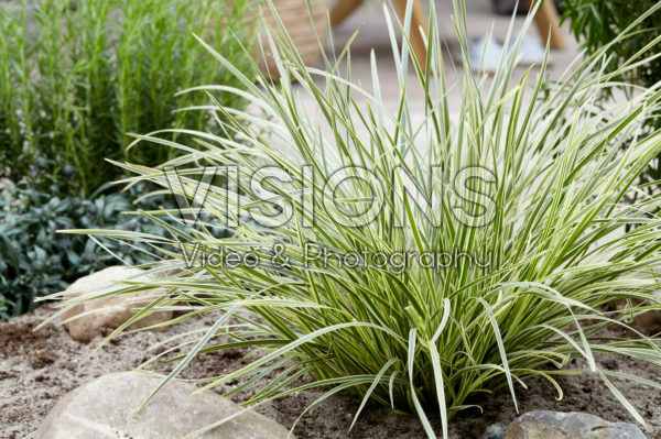 Lomandra longifolia White Sands 