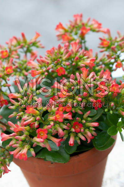 Kalanchoe Mirabella Kalanchoe Mirabella