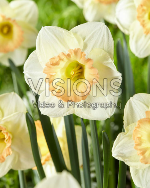Narcissus Martha Stewart