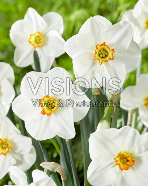 Narcissus Capisco
