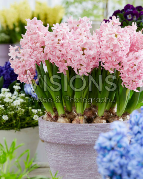 Hyacinthus Pink Surprise