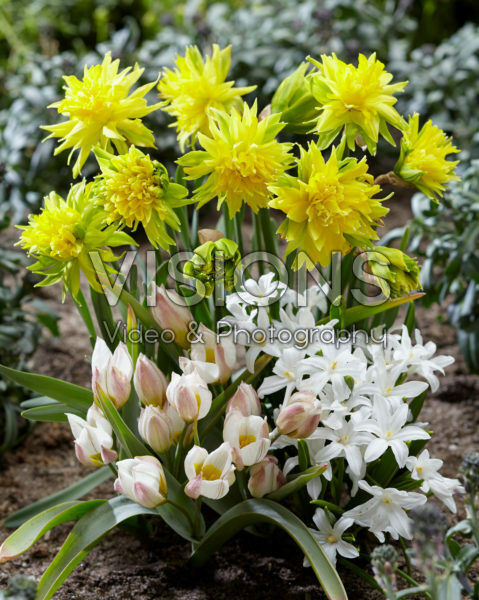 Spring flower combination