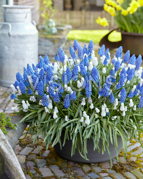 Muscari Marleen, Siberian Tiger® Muscari Marleen, Siberian Tiger®