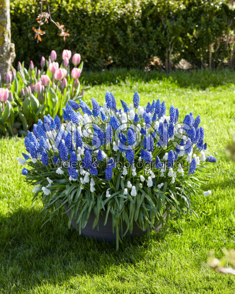 Muscari Marleen, Siberian Tiger®