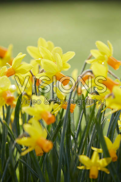 Narcissus Itzim Narcissus Itzim