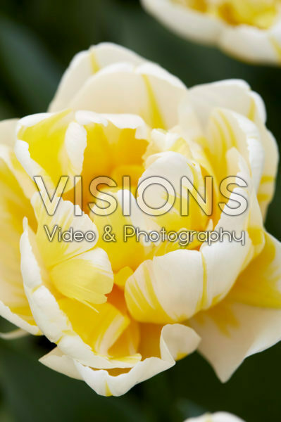 Tulipa Flaming Evita | Visions Pictures