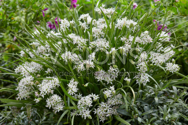 Allium Cameleon Allium Cameleon