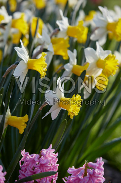 Narcissus Wisley