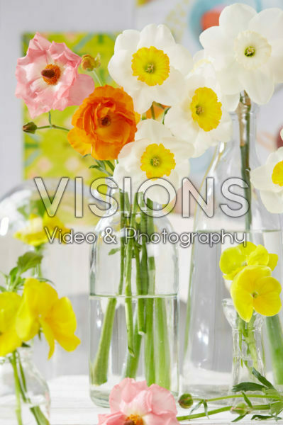 Narcissus in vases