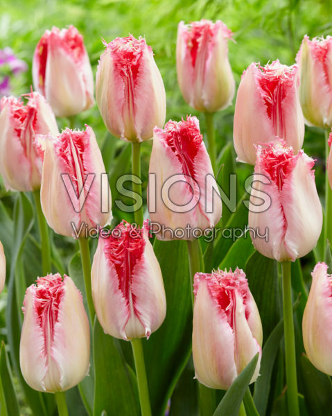 Tulipa Sweets Paradise Tulipa Sweets Paradise