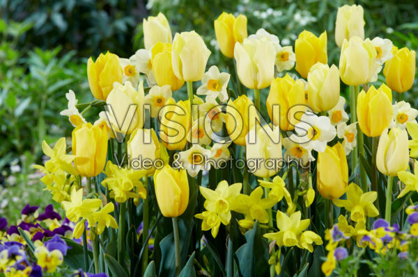 Tulipa en Narcissus mix
