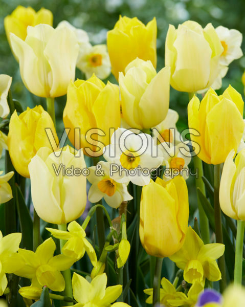 Tulipa and Narcissus mix