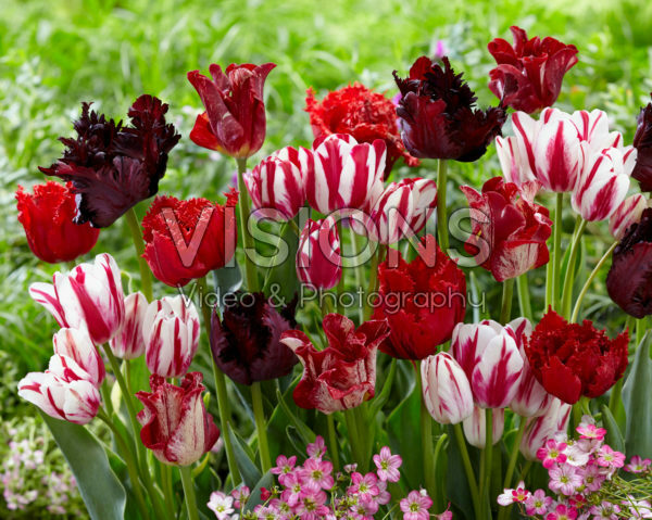 Tulipa mix rood en wit