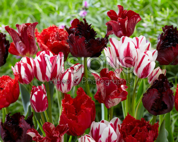 Tulipa mix red and white
