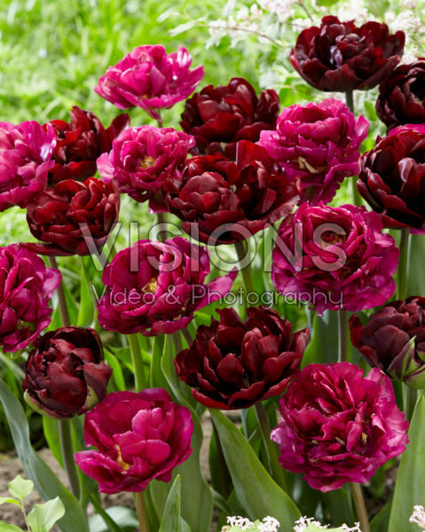 Tulipa Palmyra, Mariola Tulipa Palmyra, Mariola