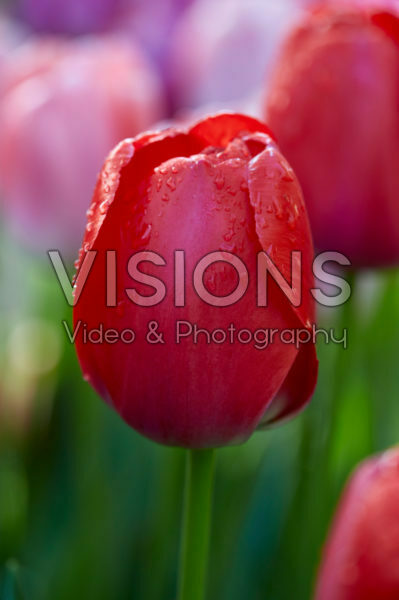 Tulipa Zantured Tulipa Zantured
