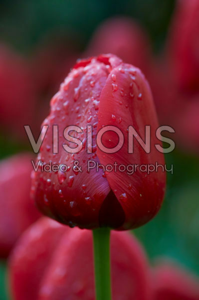 Tulipa Unique de France