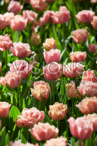 Tulipa Pink Magic