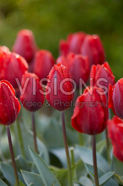 Tulipa Couleur Cardinal