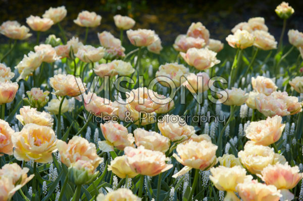 Tulipa Vaya con Dios