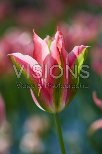 Tulipa Virichic
