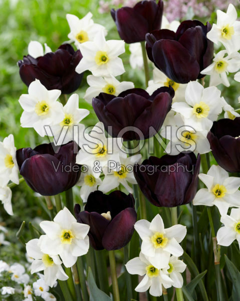 Tulipa Paul Scherer®, Narcissus Lieke Tulipa Paul Scherer®, Narcissus Lieke