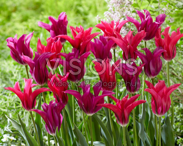 Tulipa Purple Doll, Doll's Minuet Tulipa Purple Doll, Doll's Minuet