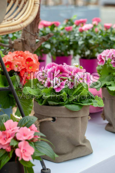 Primula obconica Touch Me