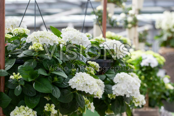 Hydrangea white