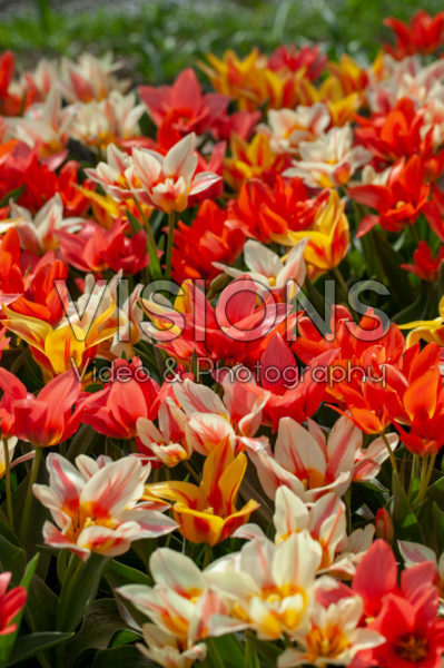 Tulipa Canada mix