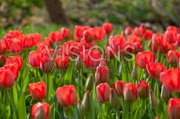 Tulipa Van Eijk