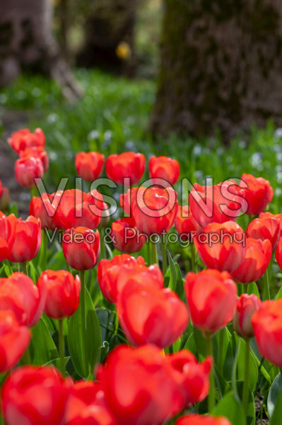 Tulipa Van Eijk