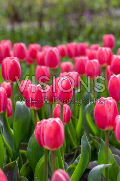 Tulipa Rosy Delight