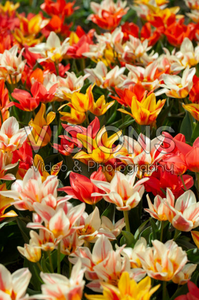Tulipa Canada mix