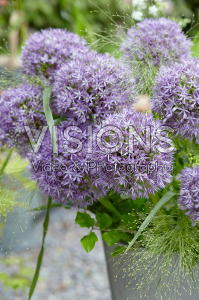 Allium Purple Caila