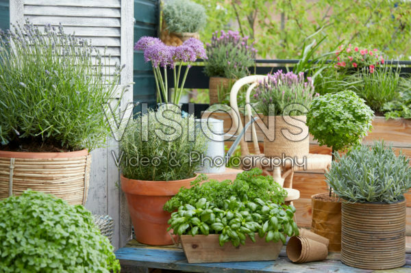Herb collection on roof terrace