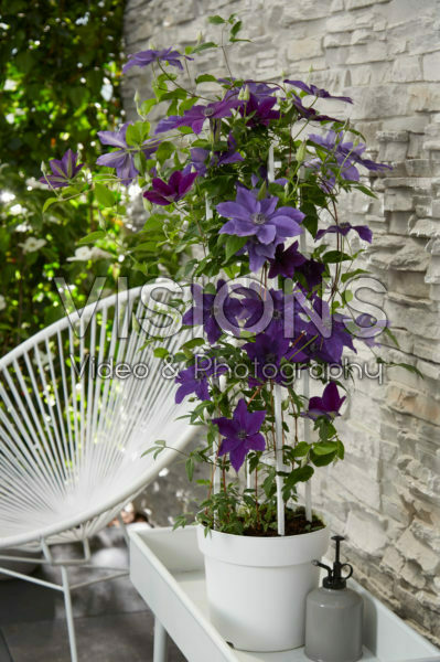 Clematis Garland Masa Clematis Garland Masa