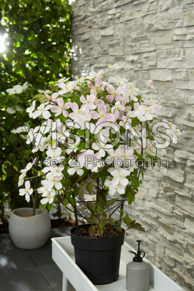 Clematis montana Fenne