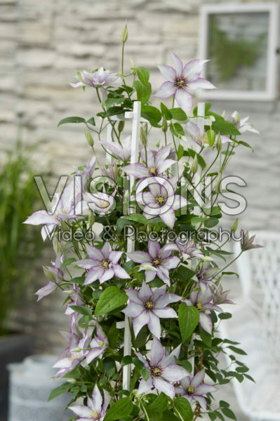 Clematis Samaritan Jo Clematis Samaritan Jo