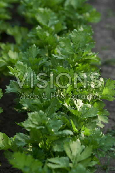 Apium graveolens Apium graveolens