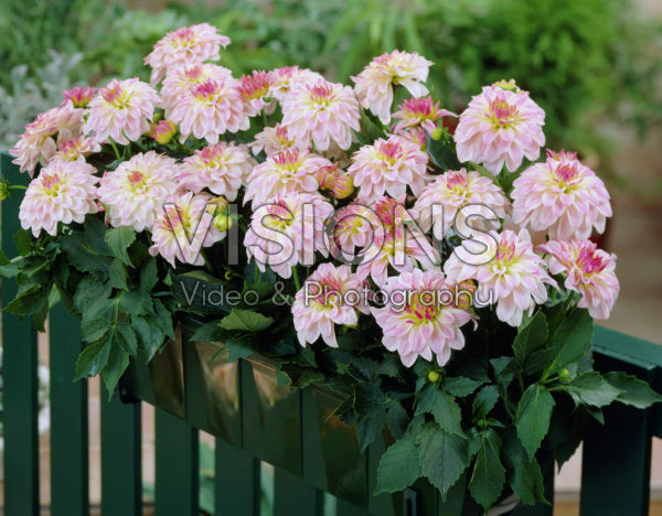 Dahlia Gallery Monet® Dahlia Gallery Monet®