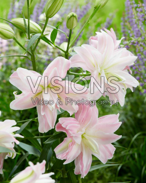 Lilium Lotus Queen Lilium Lotus Queen