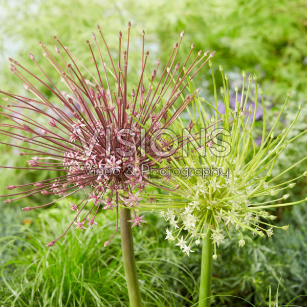 Allium schubertii Arctic Snow Allium schubertii Arctic Snow