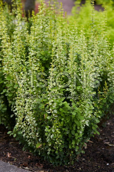 Berberis thunbergii Silver Pillar